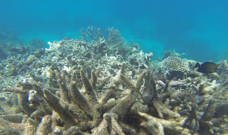 Fish swim through unhealthy white and brown coral.