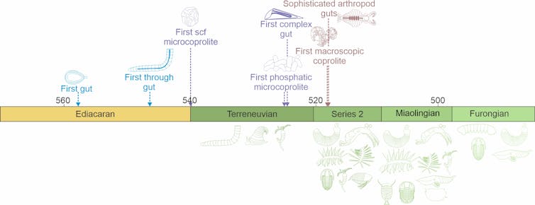Timeline showing the evolution of poo.