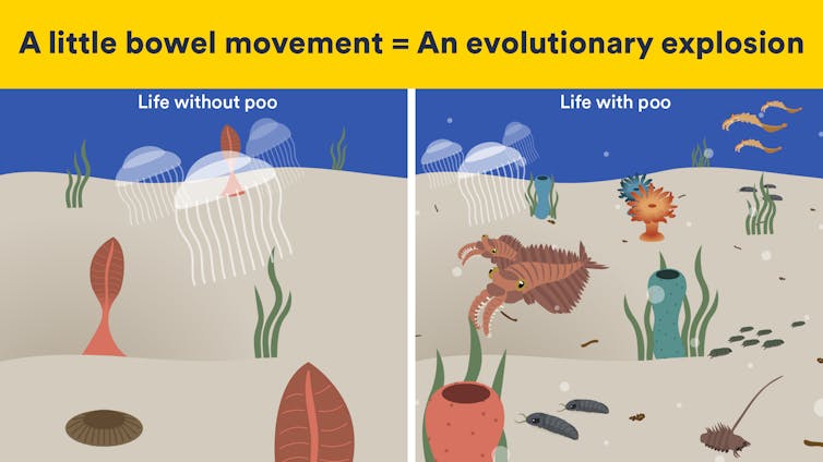 Illustrations of bare seabed and one filled with life.
