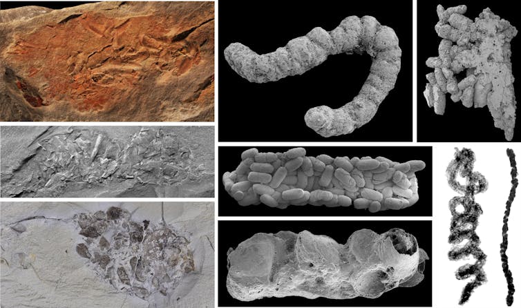 On the origin of feces: how animal poo drove Earth’s greatest evolutionary event