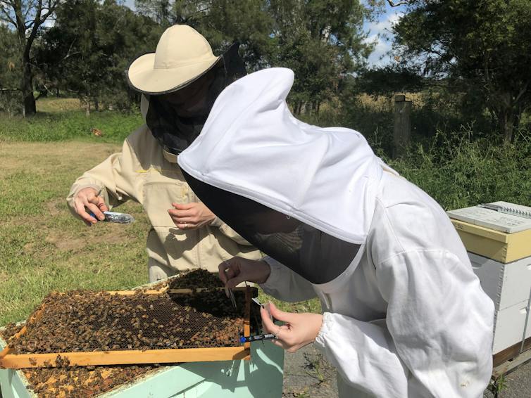 Honey bee hives have ‘living immune systems’ which defend against disease